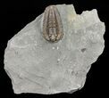 Detailed, Flexicalymene Trilobite - Ohio #61047-1